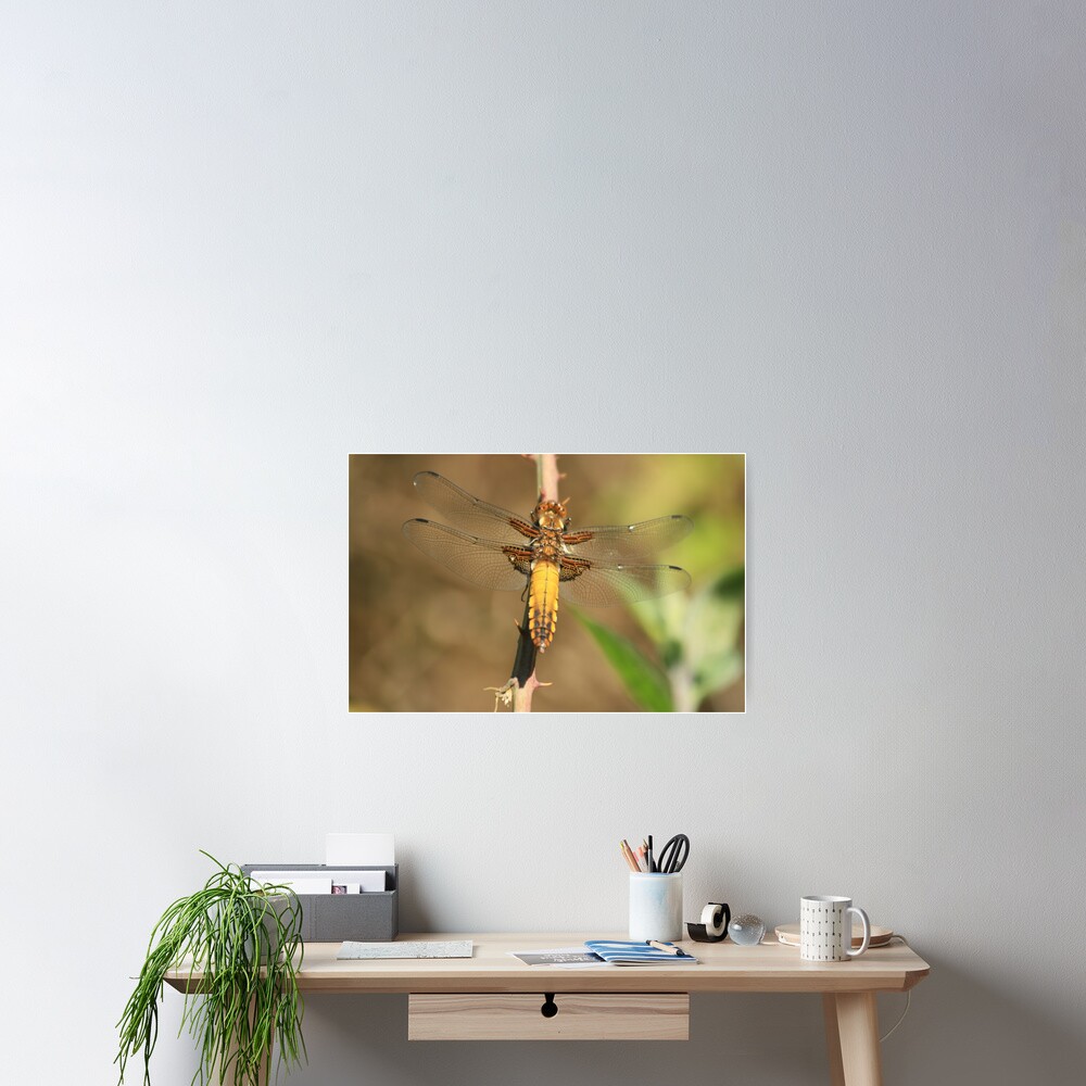 Broad bodied Chaser, Libellula depressa Poster