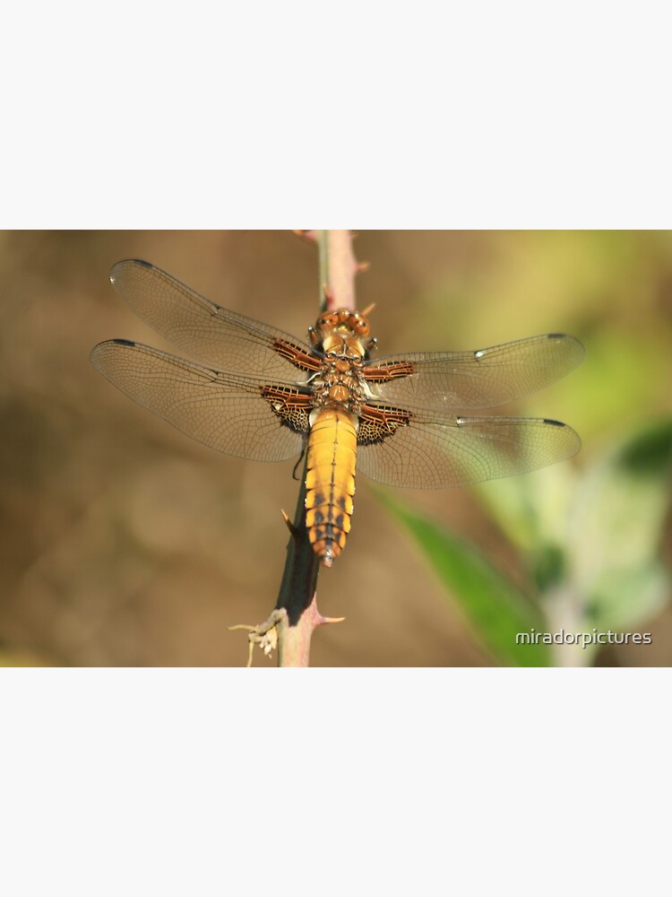 Broad bodied Chaser, Libellula depressa by miradorpictures