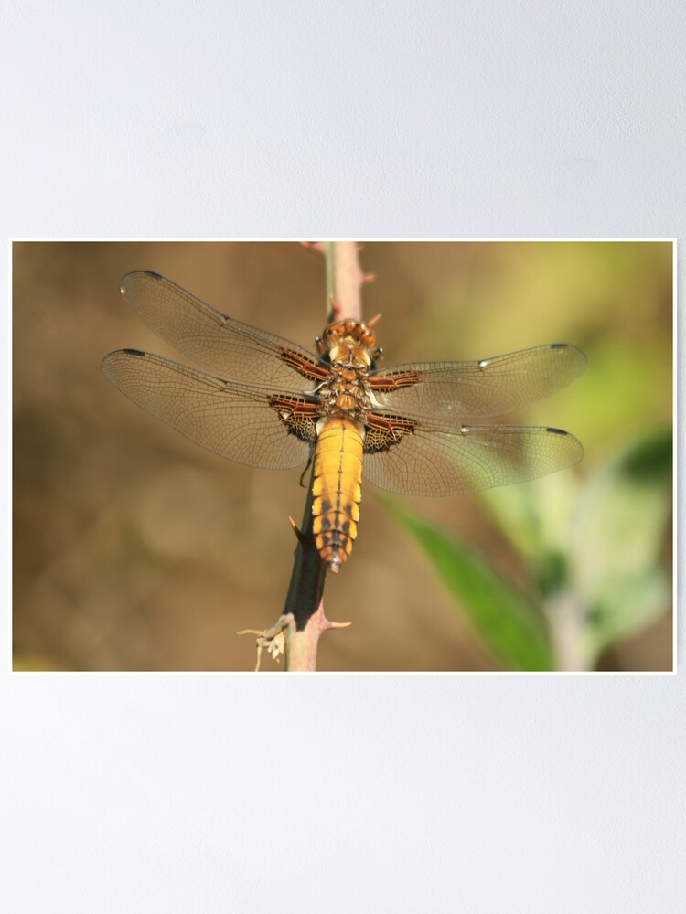 Alternate view of Broad bodied Chaser, Libellula depressa Poster