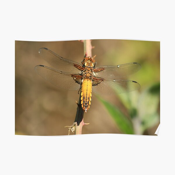 Broad bodied Chaser, Libellula depressa Poster