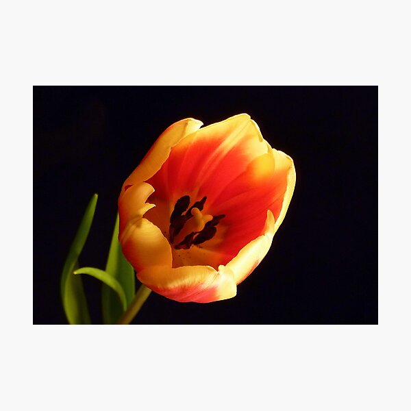 Item preview, Tulip designed and sold by Lisa Kent.