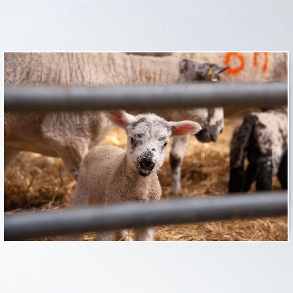 Artikelvorschau, You looking at me? entworfen und verkauft von ccullen222.
