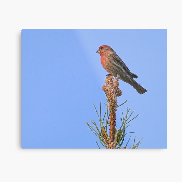 A Little Bird Sits on the Top of the World Metal Print