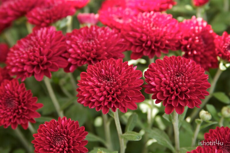 “Burgundy Mums” by ishotit4u | Redbubble