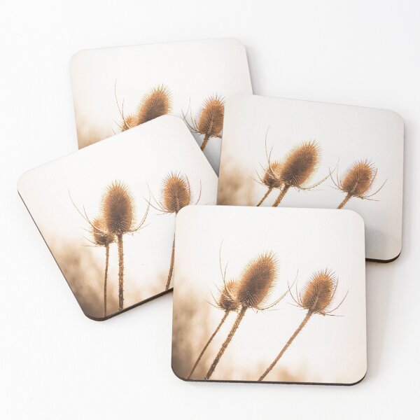 Item preview, Teasel Seed Heads designed and sold by Richard Nixon.