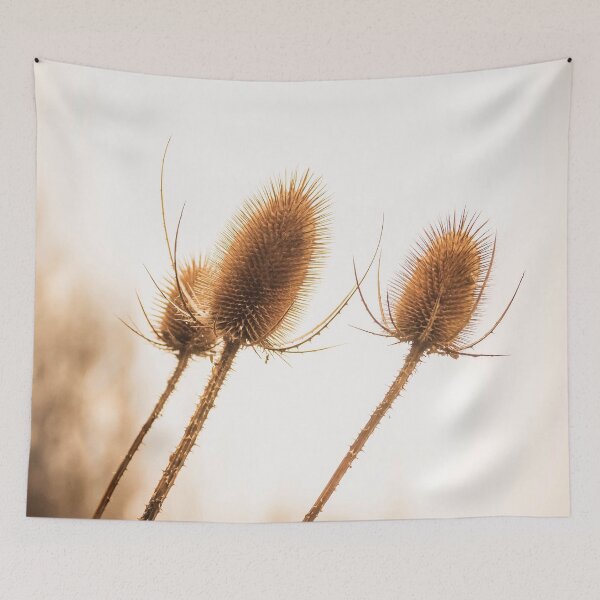 Item preview, Teasel Seed Heads designed and sold by Richard Nixon.