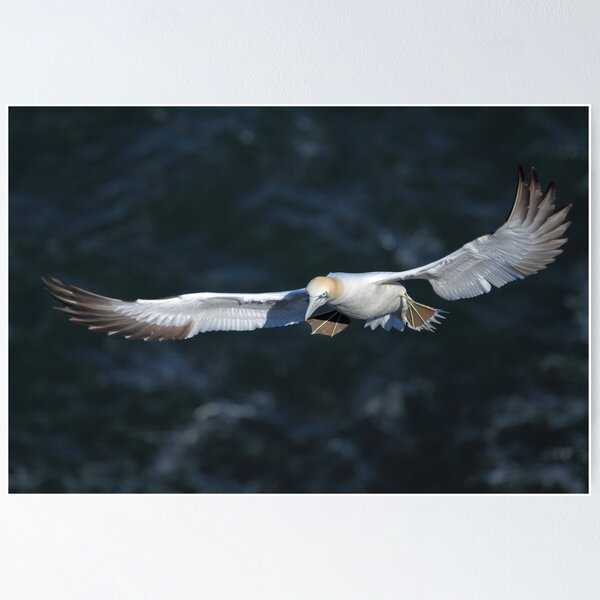 Item preview, Gannet  designed and sold by johnritchie.