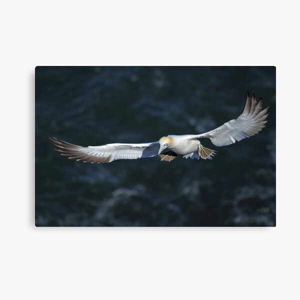 Gannet Canvas Print