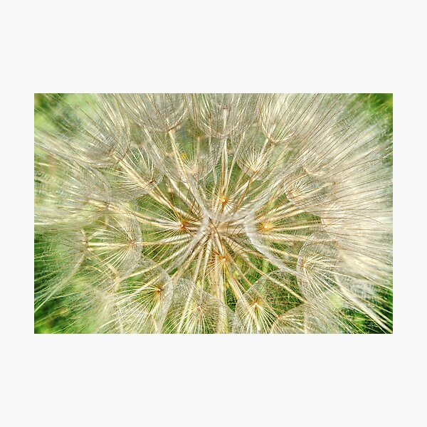 Photographic Print