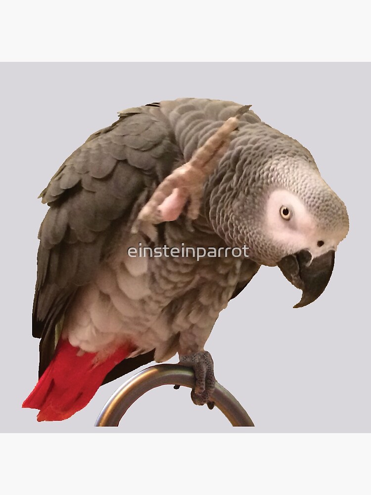 Discover Einstein African Grey Parrot Waving Premium Matte Vertical Poster