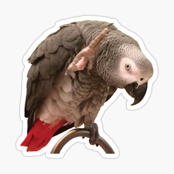 Einstein African Grey Parrot Waving Sticker