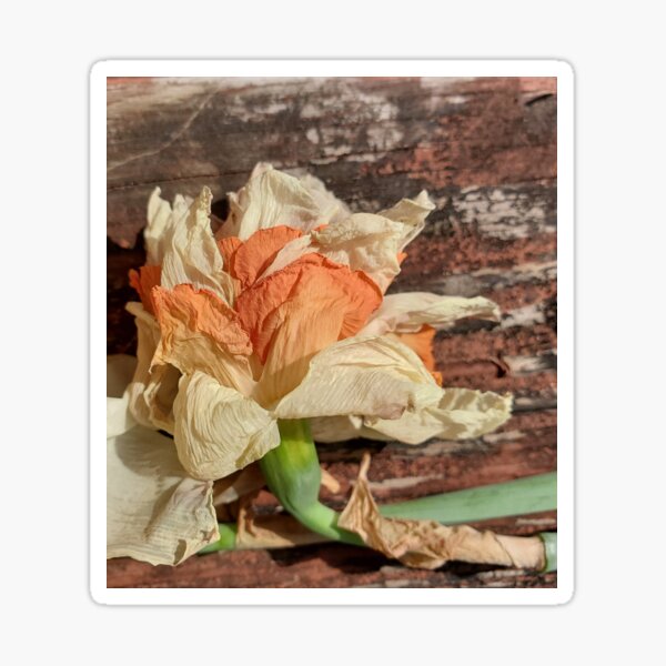 Drying Daffodil on a Railing Sticker