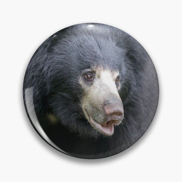 Item preview, Sloth Bear at the National Zoo designed and sold by Zoo and Nature Photography by Karie.