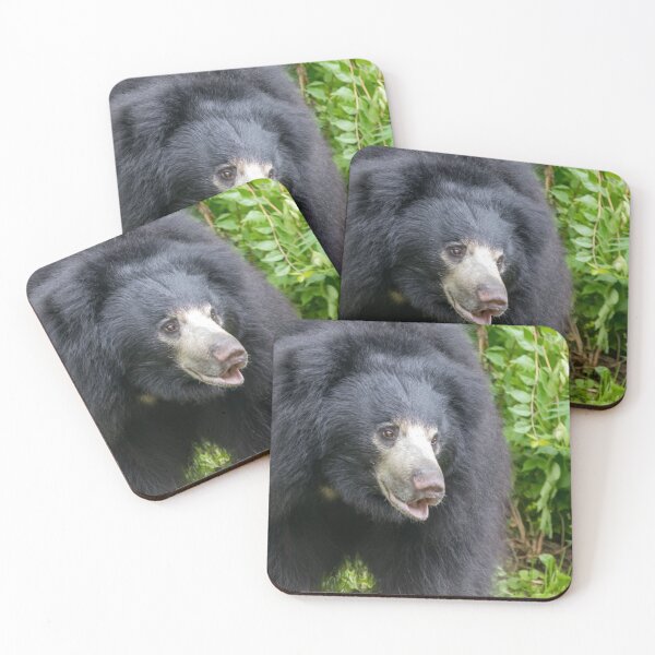 Item preview, Sloth Bear at the National Zoo designed and sold by Zoo and Nature Photography by Karie.