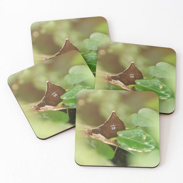 Coasters