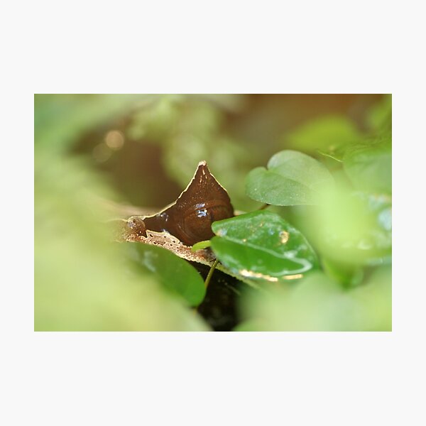 Photographic Print