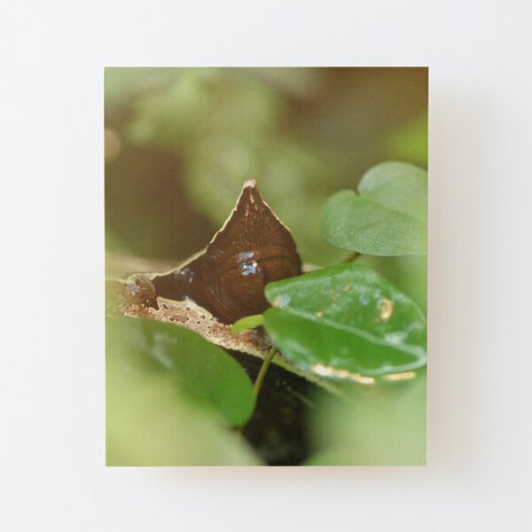 Wood Mounted Print