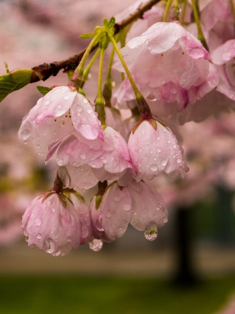 Thumbnail 4 of 4, iPhone Case, Cherry Blossoms and Rain Drops designed and sold by raetucker.