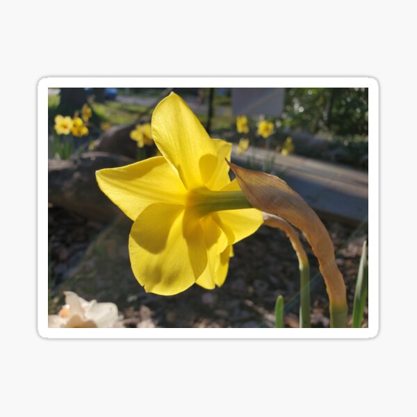 Sunlit Daffodil Bloom Sticker