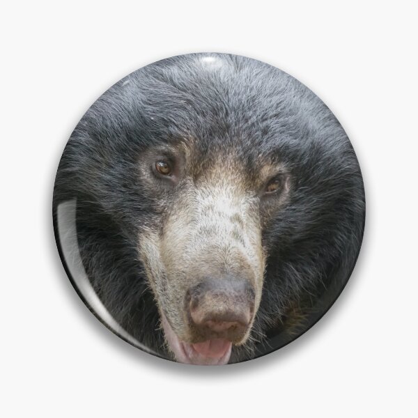 Item preview, Sloth Bear at the National Zoo designed and sold by Zoo and Nature Photography by Karie.
