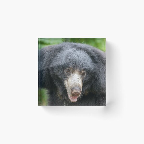 Item preview, Sloth Bear at the National Zoo designed and sold by Zoo and Nature Photography by Karie.
