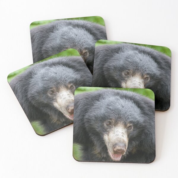Item preview, Sloth Bear at the National Zoo designed and sold by Zoo and Nature Photography by Karie.