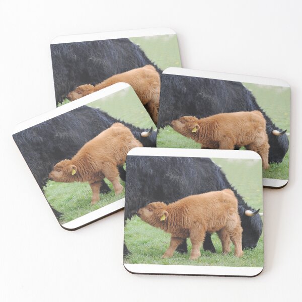 Item preview, Youngsters - Scottish highland cattle on Eifel meadows designed and sold by Glineur.