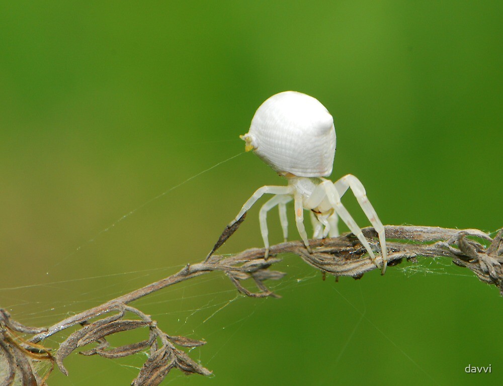 "crab spider like jellyfish" by davvi Redbubble