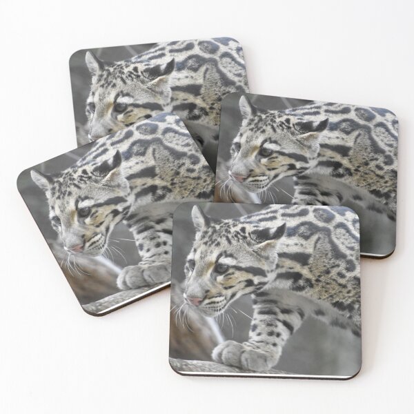 Item preview, Clouded Leopard at the National Zoo designed and sold by Zoo and Nature Photography by Karie.