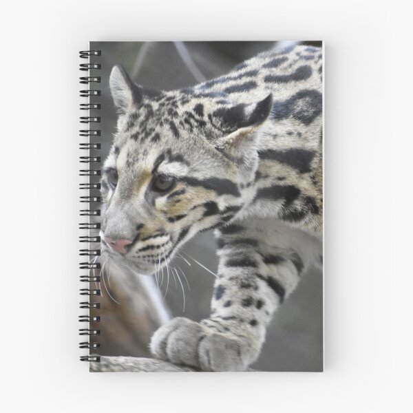 Item preview, Clouded Leopard at the National Zoo designed and sold by Zoo and Nature Photography by Karie.