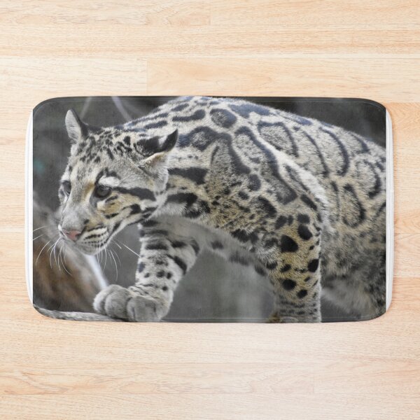 Item preview, Clouded Leopard at the National Zoo designed and sold by Zoo and Nature Photography by Karie.