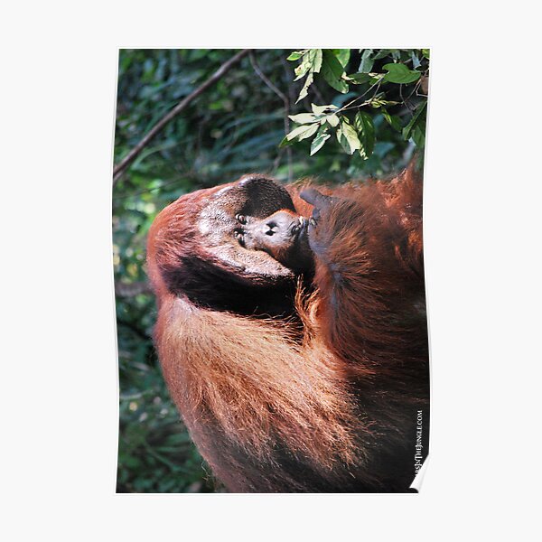 Gentle Giant Poster