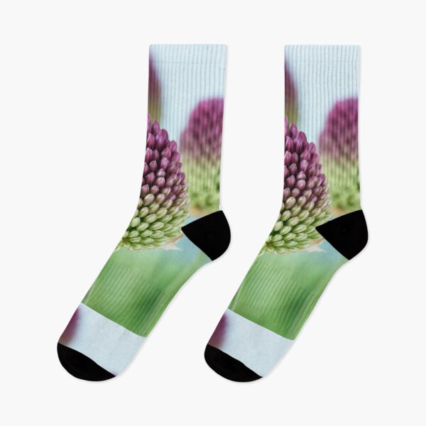 Item preview, Allium sphaerocephalon   AGM  Round-headed garlic  Round-headed leek  designed and sold by Chris Burrows.