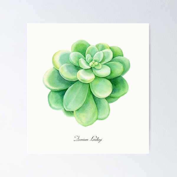 Item preview, Aeonium Lindleyi Succulent Watercolor Art designed and sold by BotanicPrints.