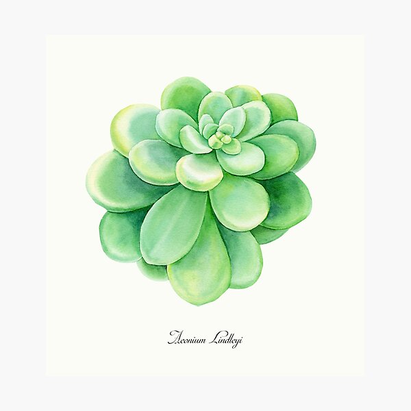 Item preview, Aeonium Lindleyi Succulent Watercolor Art designed and sold by BotanicPrints.
