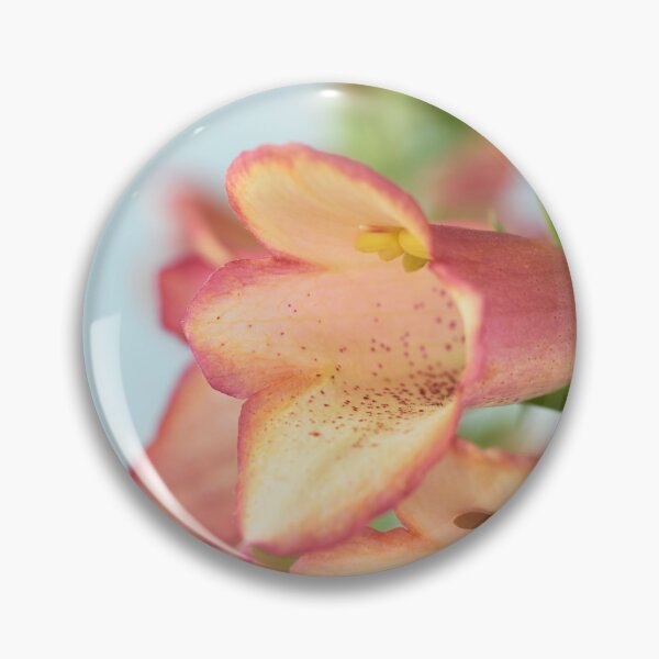 Item preview, Digitalis x valinii  Illumination Pink = 'Tmdgfp001'  Foxglove  Illumination Series   designed and sold by Chris Burrows.