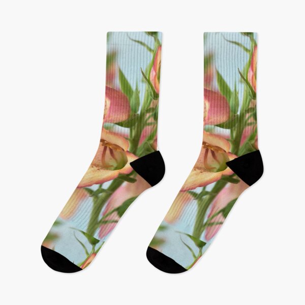 Item preview, Digitalis x valinii  Illumination Pink = 'Tmdgfp001'  Foxglove  Illumination Series   designed and sold by Chris Burrows.