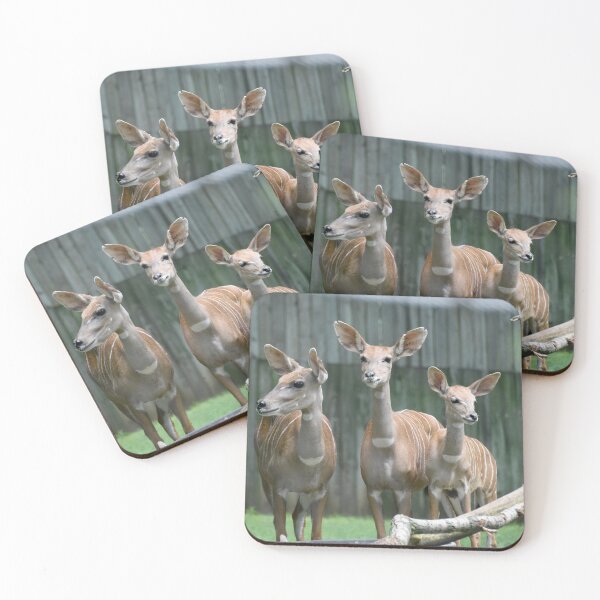 Item preview, Lesser Kudu at the National Zoo designed and sold by Zoo and Nature Photography by Karie.