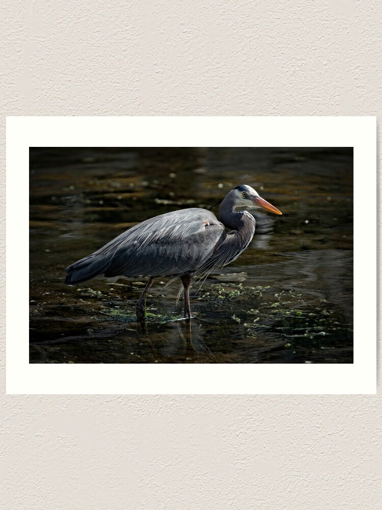 Alternate view of Blue Heron: A Simple Portrait Art Print