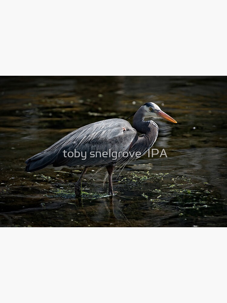 Blue Heron: A Simple Portrait by tobysnelgrove