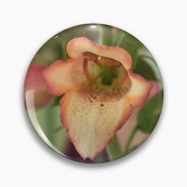 Item preview,  Digitalis x valinii Illumination Pink = 'Tmdgfp001' Foxglove Illumination Series designed and sold by Chris Burrows.
