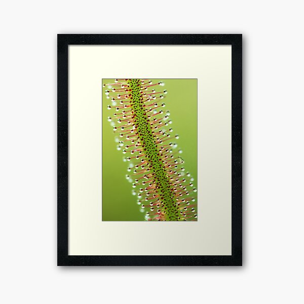 Predator Framed Art Print