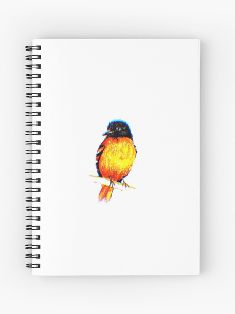 Baltimore Oriole Sketch