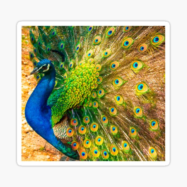 peacock Sticker