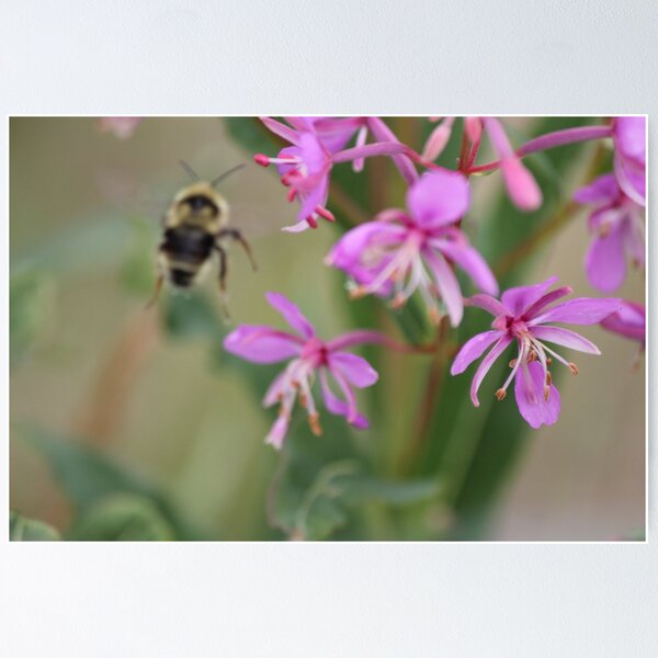 Item preview, bee-auty designed and sold by rukhimonster.