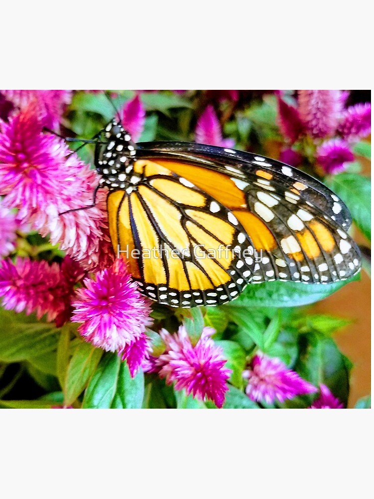 Monarch Butterfly Profile by MamaCre8s