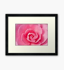 Macro Camellia Framed Print
