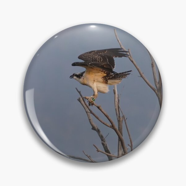 Item preview, An Osprey Preparing for Takeoff designed and sold by MomentofPercep.