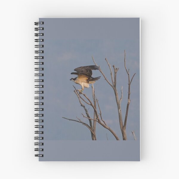 Item preview, An Osprey Preparing for Takeoff designed and sold by MomentofPercep.