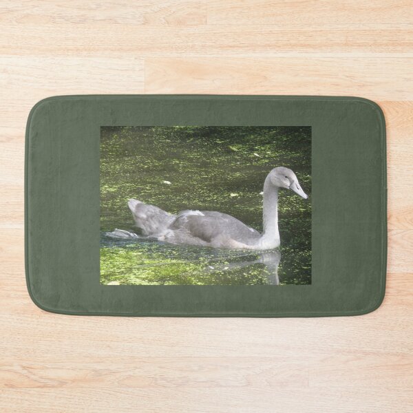 Item preview, Mute Swan Cygnet in the Sunshine Photograph designed and sold by naturegallery.